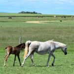 animaux de ferme