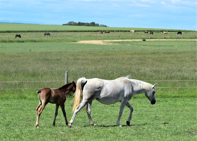 animaux de ferme