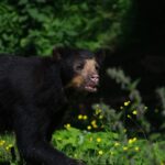 animaux de compagnie inhabituels