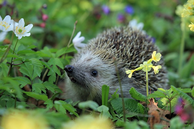 Les animaux et les plantes